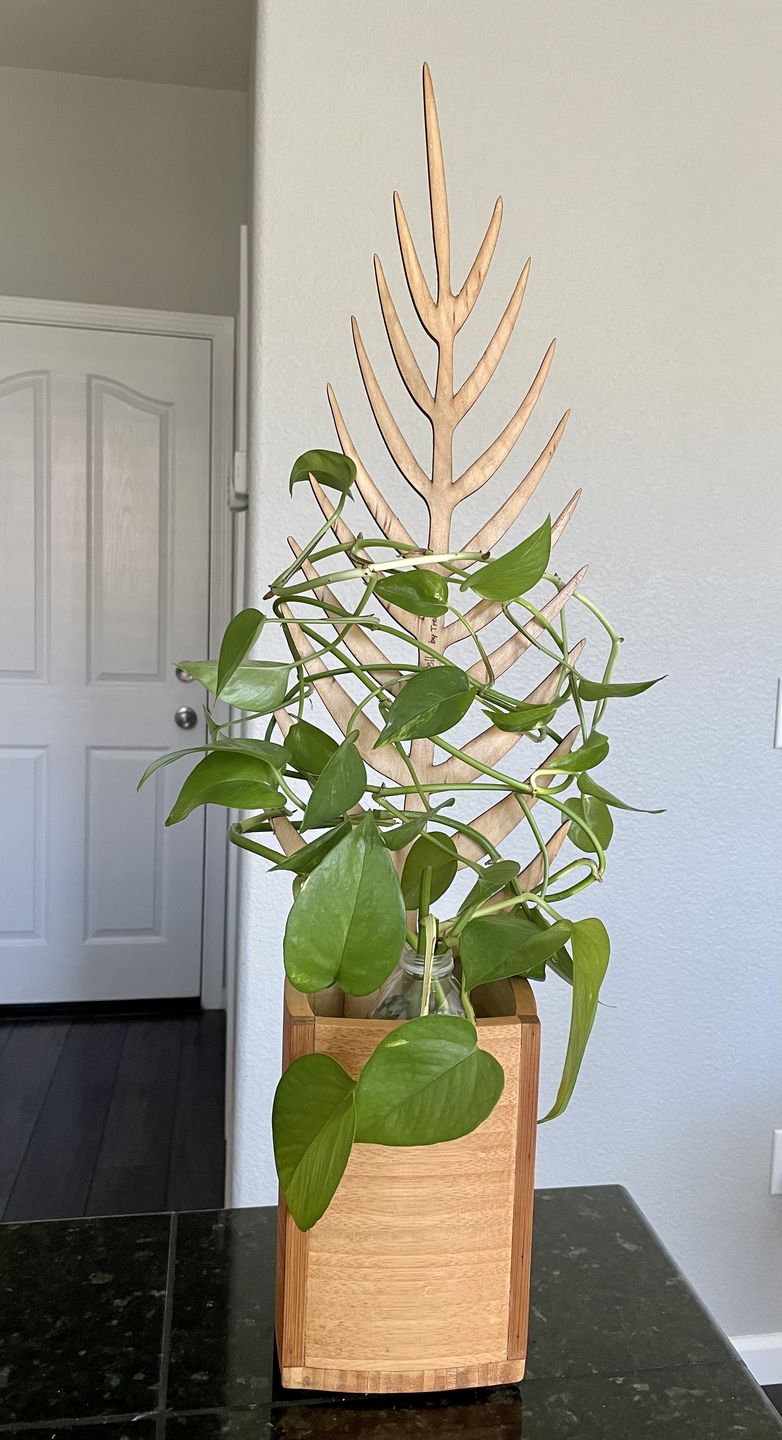Customer photo review of BARE™ Palmella™ - Customizable wooden plant support - Inspired by the Palm leaf