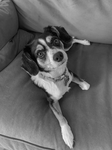 Customer photo review of Black & White Preset Collection