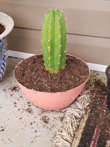 Customer photo review of San Pedro Cactus | Extra Small | Echinopsis pachanoi