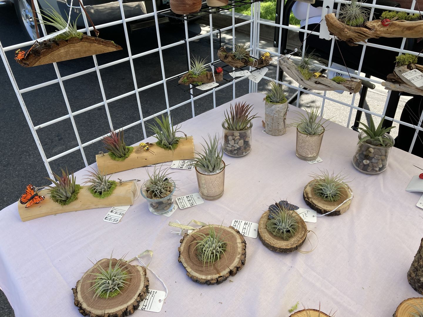 Customer photo review of B Quality Ionantha Variety 3 Pack  ($0.75 Per Plant)