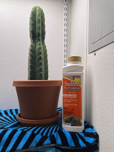 Customer photo review of San Pedro Cactus | Echinopsis pachanoi