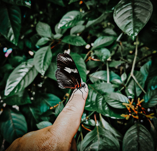 Customer photo review of Moody Preset Bundle