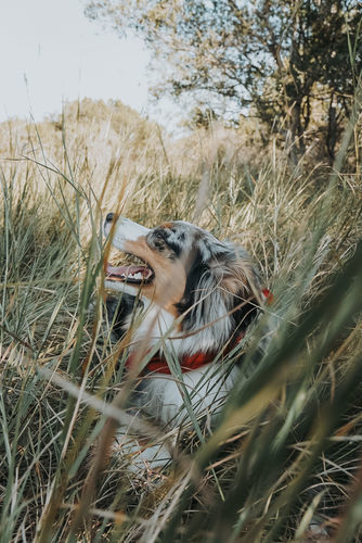 Customer photo review of Moody Preset Bundle