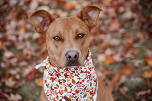 Customer photo review of Fall Preset Bundle