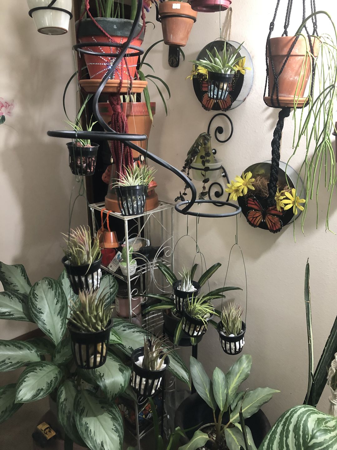Customer photo review of B Quality Ionantha Variety 3 Pack  ($0.75 Per Plant)