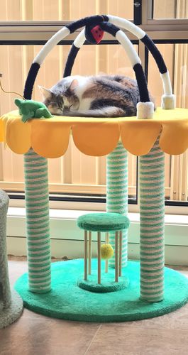 Customer photo review of Multipurpose Fun Cat Scratching Post