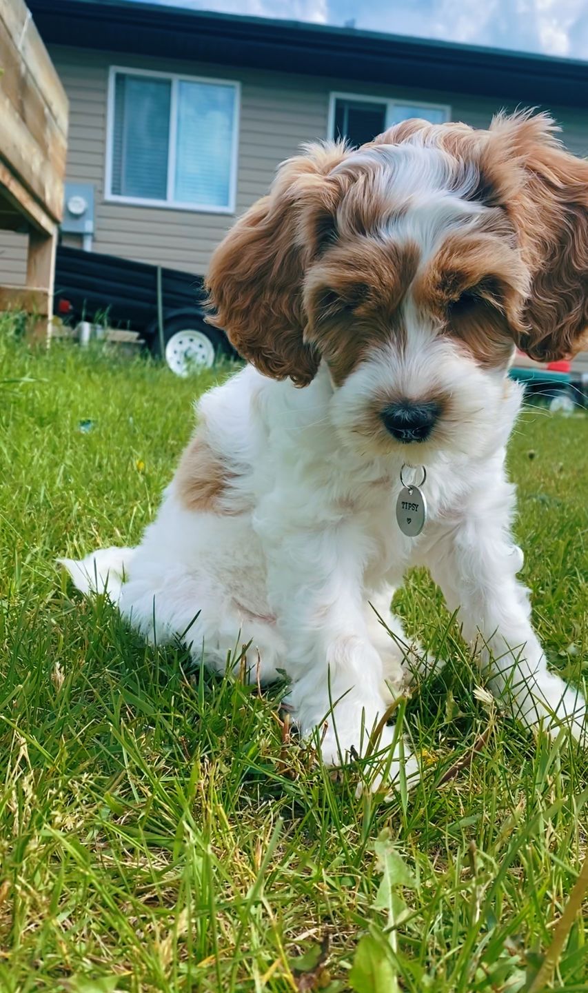 Customer photo review of Hand Stamped Pet ID Tag
