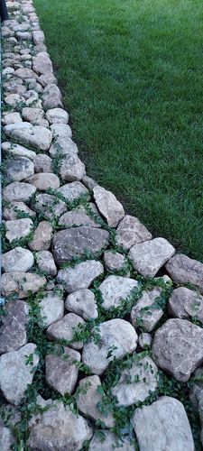 Customer photo review of Creeping Myrtle Vinca