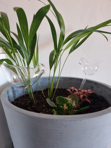 Customer photo review of Mon petit oiseau - Le Jardin de Mamie®
