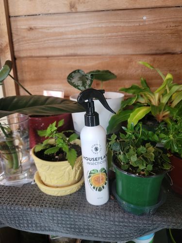 Customer photo review of *PRE-ORDER* Houseplant Insecticide w/ Neem