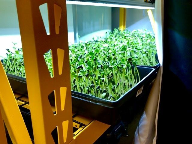 Customer photo review of Sunblaster LED High Output 6400K watt strip lights