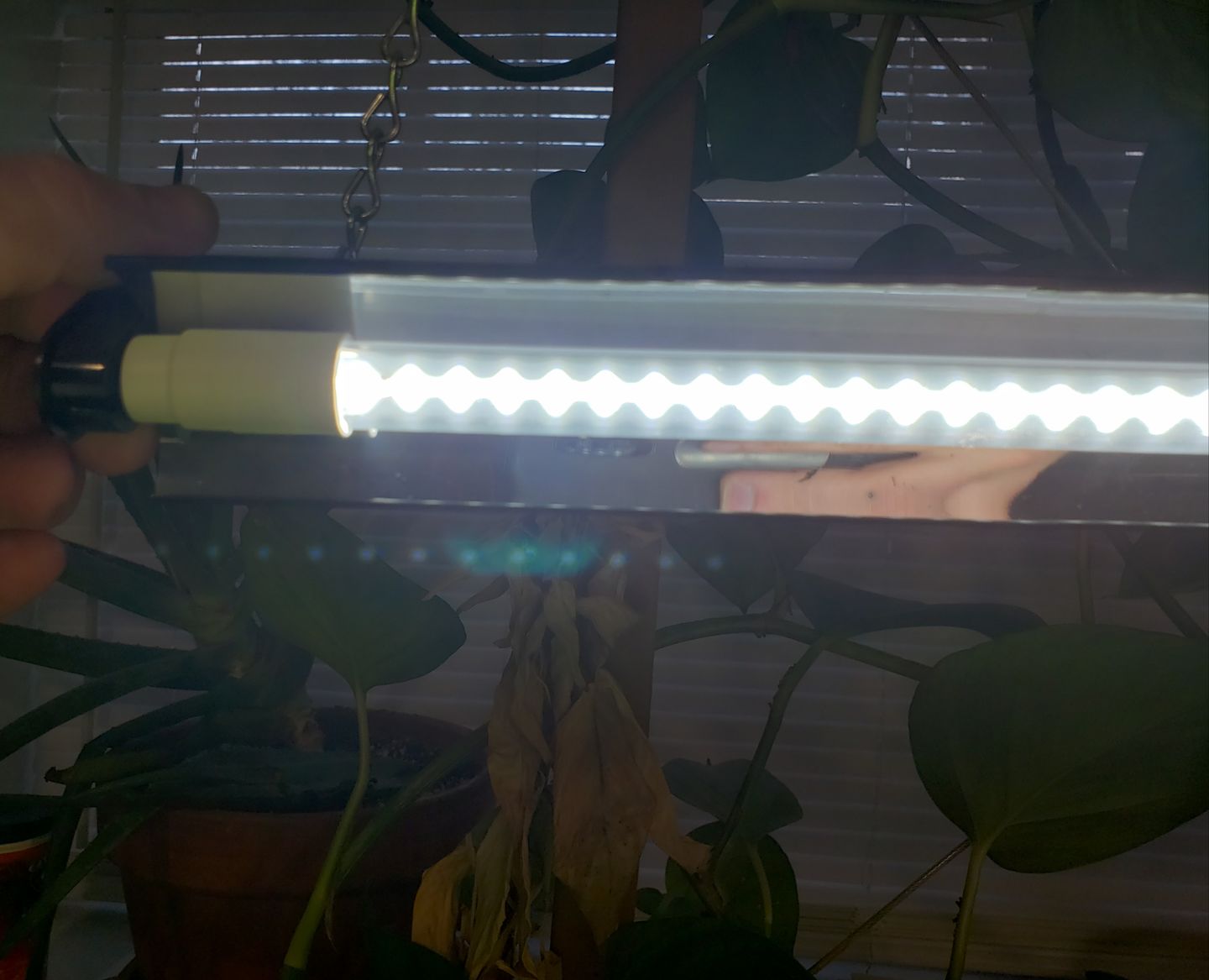 Customer photo review of Sunblaster - Conversion Lamp