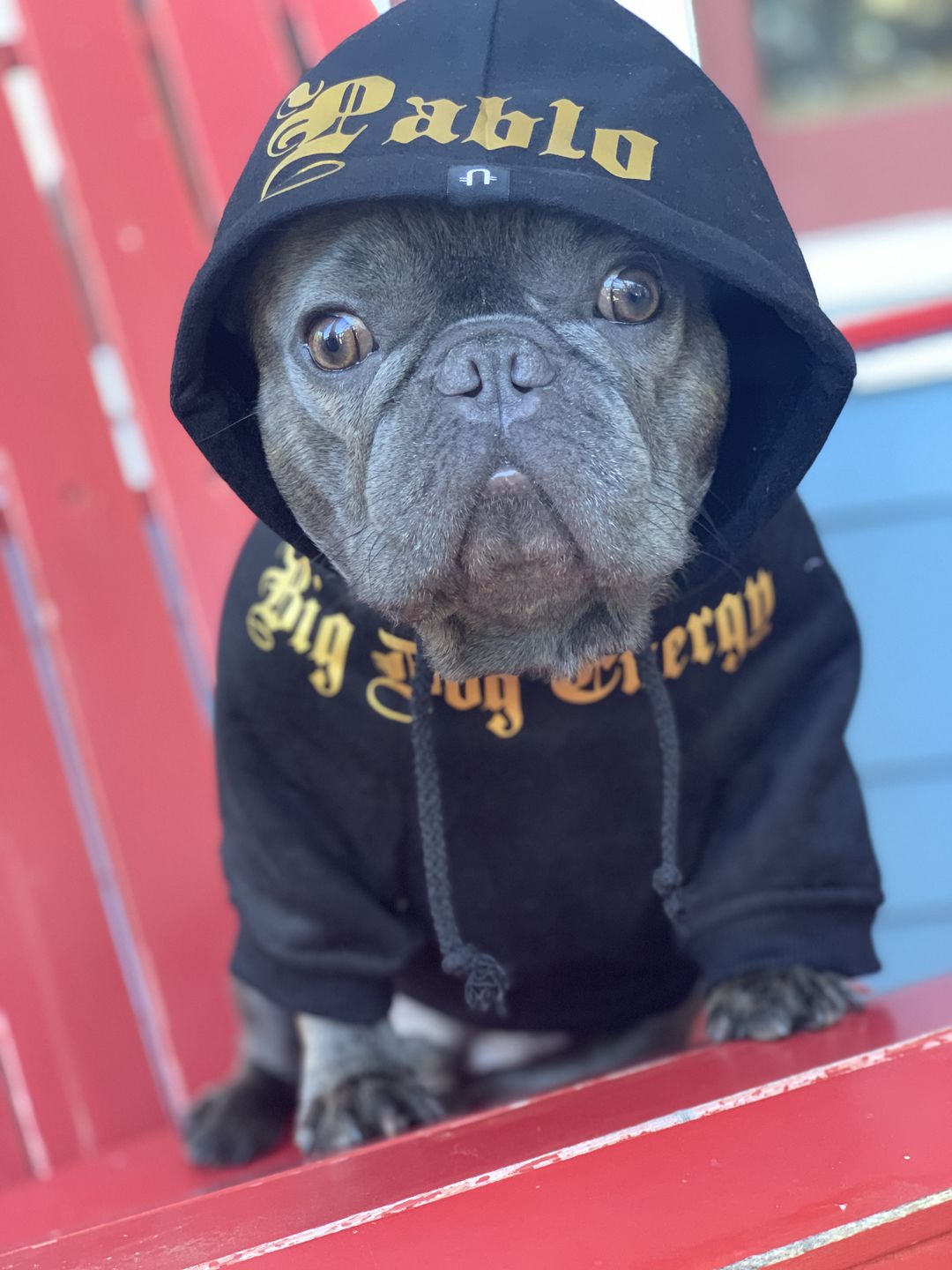 Customer photo review of Gangsta Yapper Dog Hoodie - Personalised