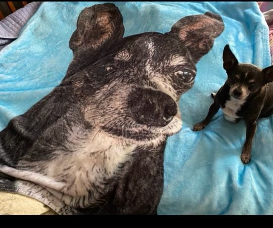 Customer photo review of Custom Pet Art Fleece Blanket