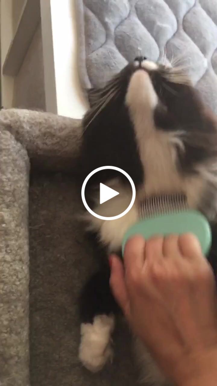 Customer video review of Cat Hair Removal Massaging Shell Comb
