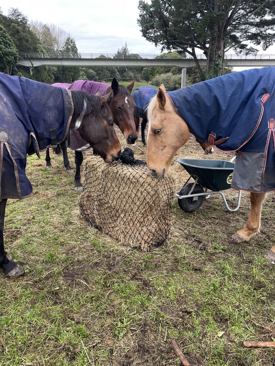Customer photo review of Silage Bale Hay Net