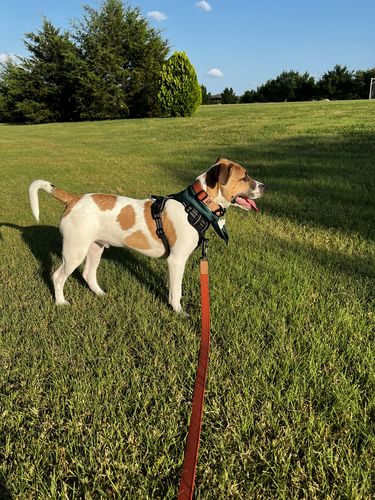 Customer photo review of Terracotta Collar - Recycled Ripstop