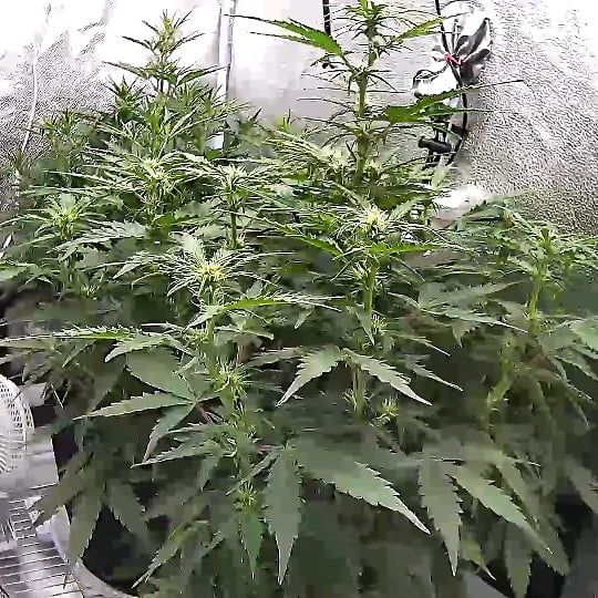 Customer photo review of Spider Farmer® SF2000 LED Grow Light+2’x4′ Grow Tent+Inline Fan Combo with Speed Controller