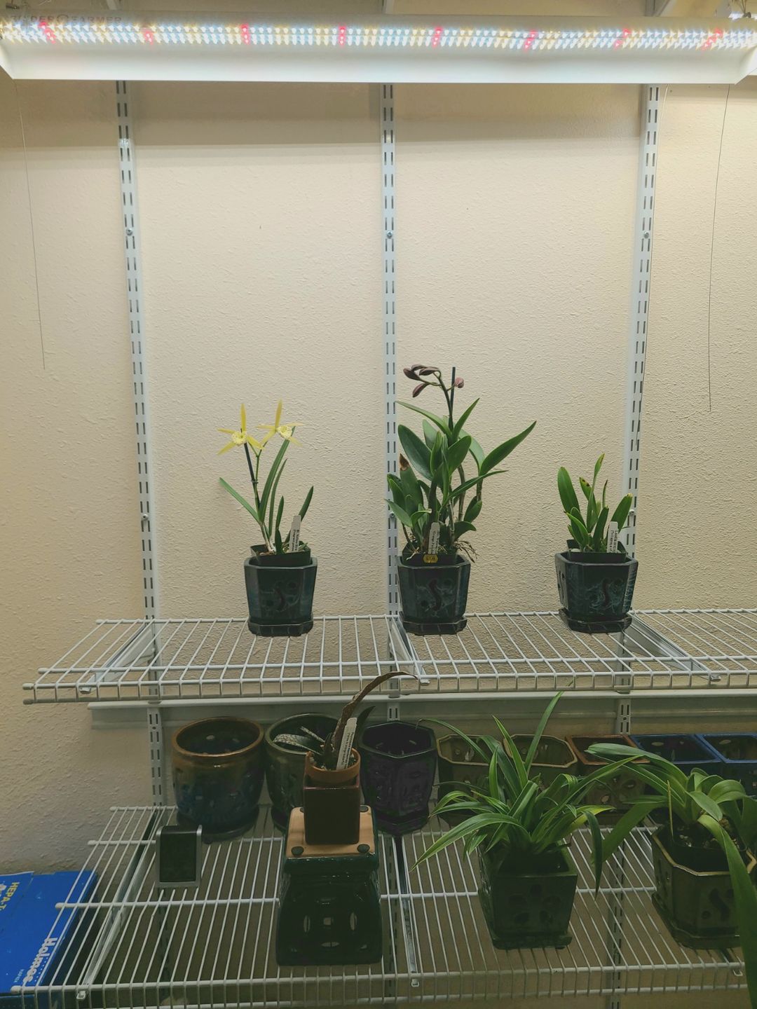 Customer photo review of Spider Farmer® SF600 74W LED Grow Light For Veg