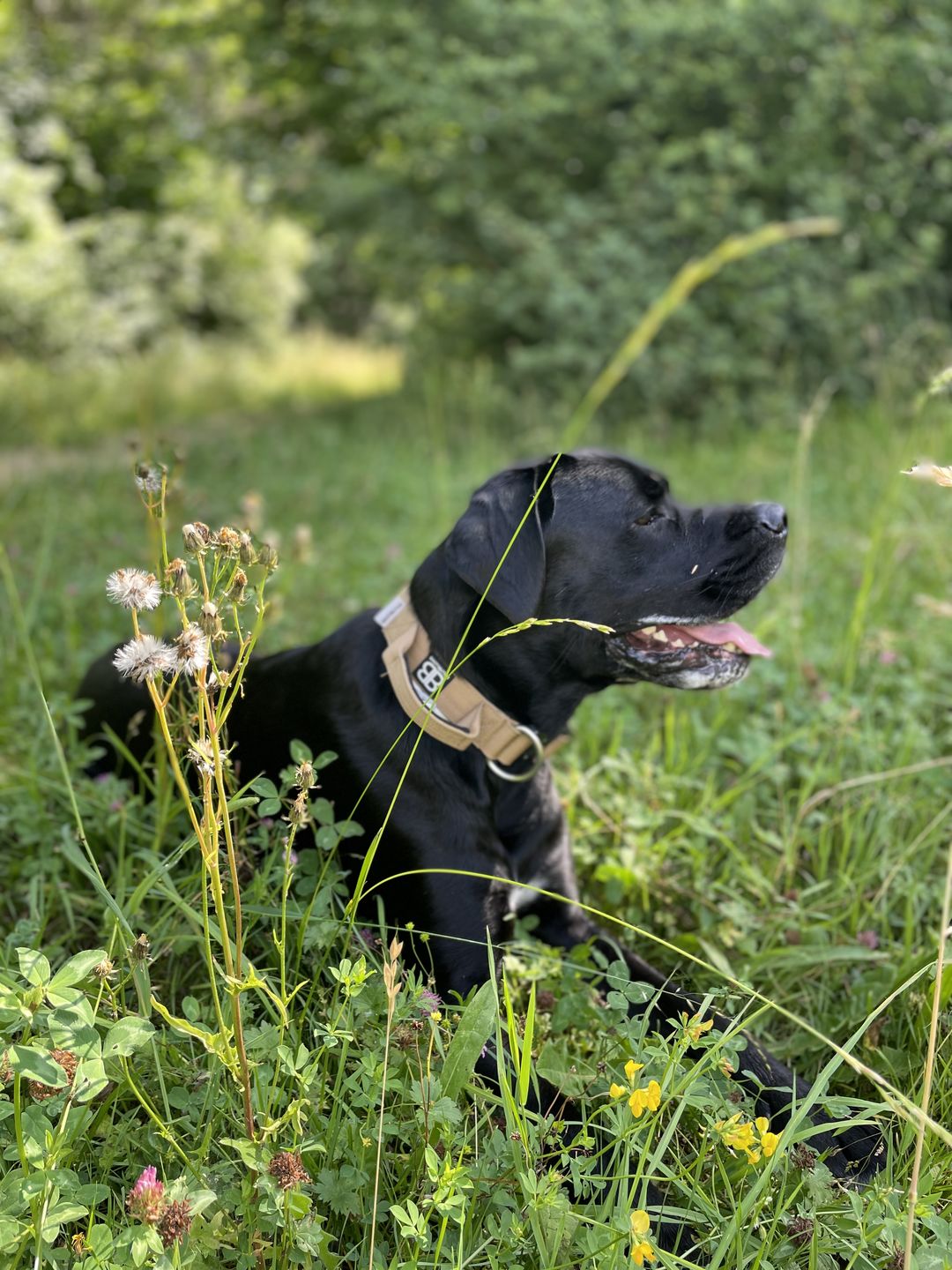 Customer photo review of 4cm Combat® Collar | With Handle & Rated Clip - Military Tan v2.0