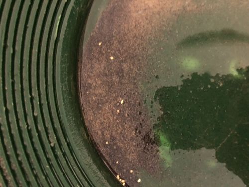 Customer photo review of *BOGO* Gold Diggers Delight '5 OUNCE GOLD CHASE' - Gold Paydirt Panning Concentrates