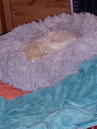 Customer photo review of Puppery Kuschelbett - Das Original