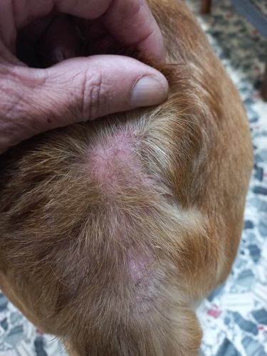 Customer photo review of Ruff Skin Salvation - Skin repair balm for dogs