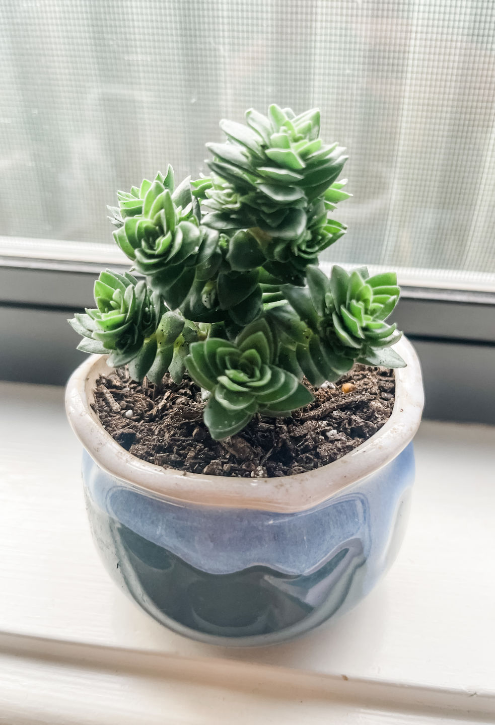 Customer photo review of Crassula 'Estagonal'