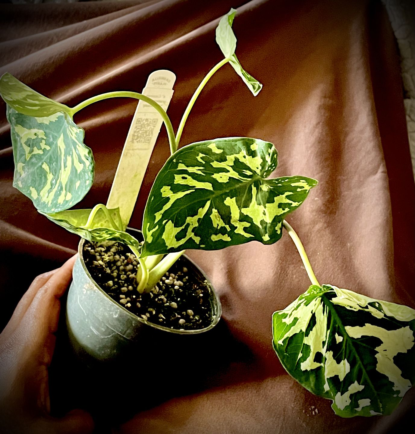 Customer photo review of 4" Caladium praetermissum 'Hilo Beauty'