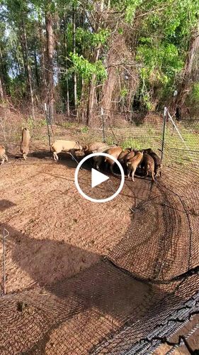 Customer video review of Got Pigs? Get a Brig. - Short-Sleeve Unisex T-Shirt