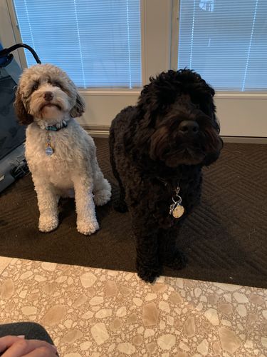 Customer photo review of Polkadog