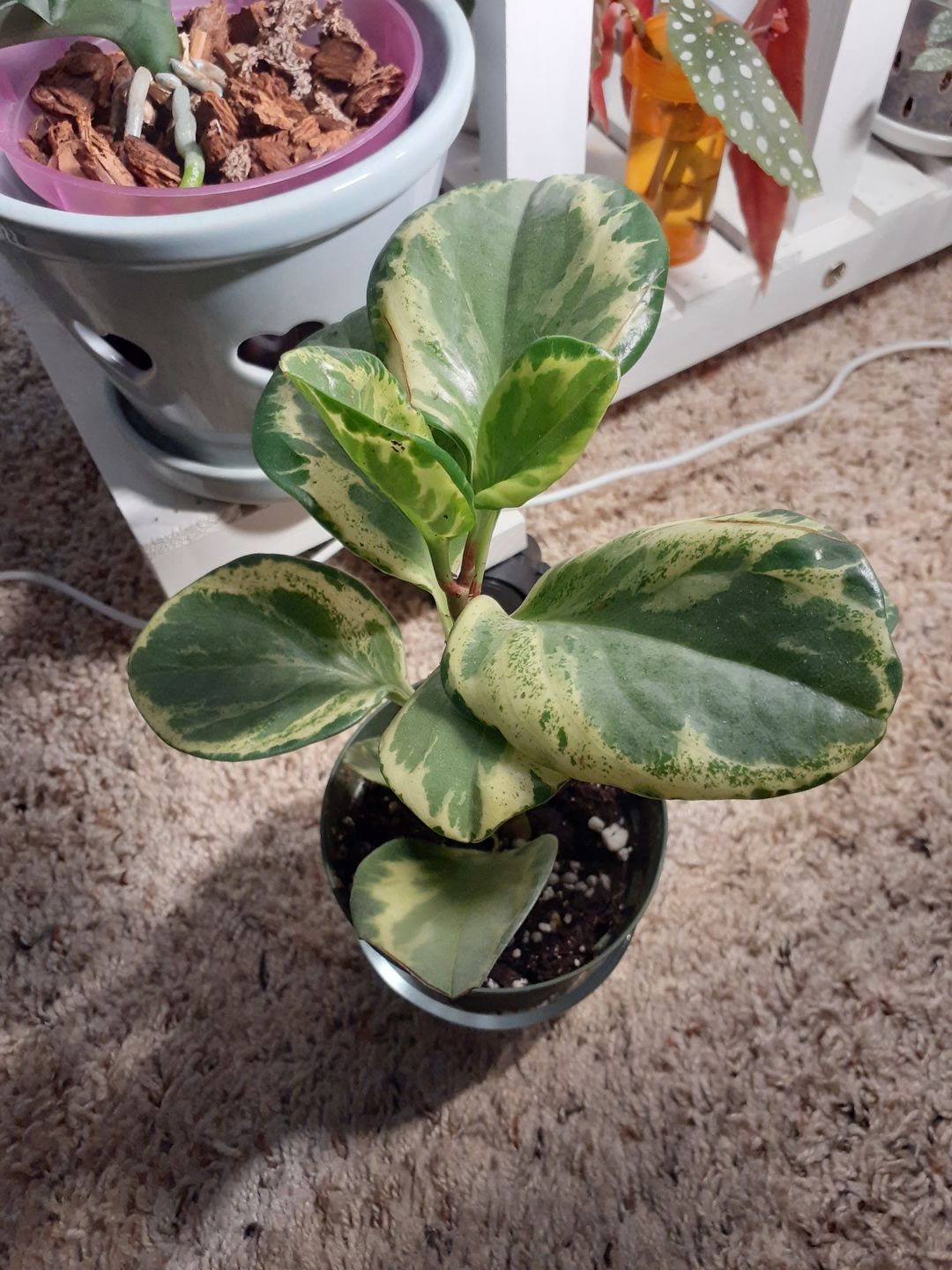 Customer photo review of 4" Peperomia obtusifolia 'Golden Gate'
