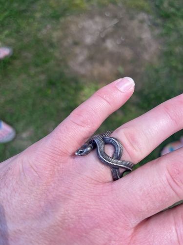 Customer photo review of Silver Snake Ring
