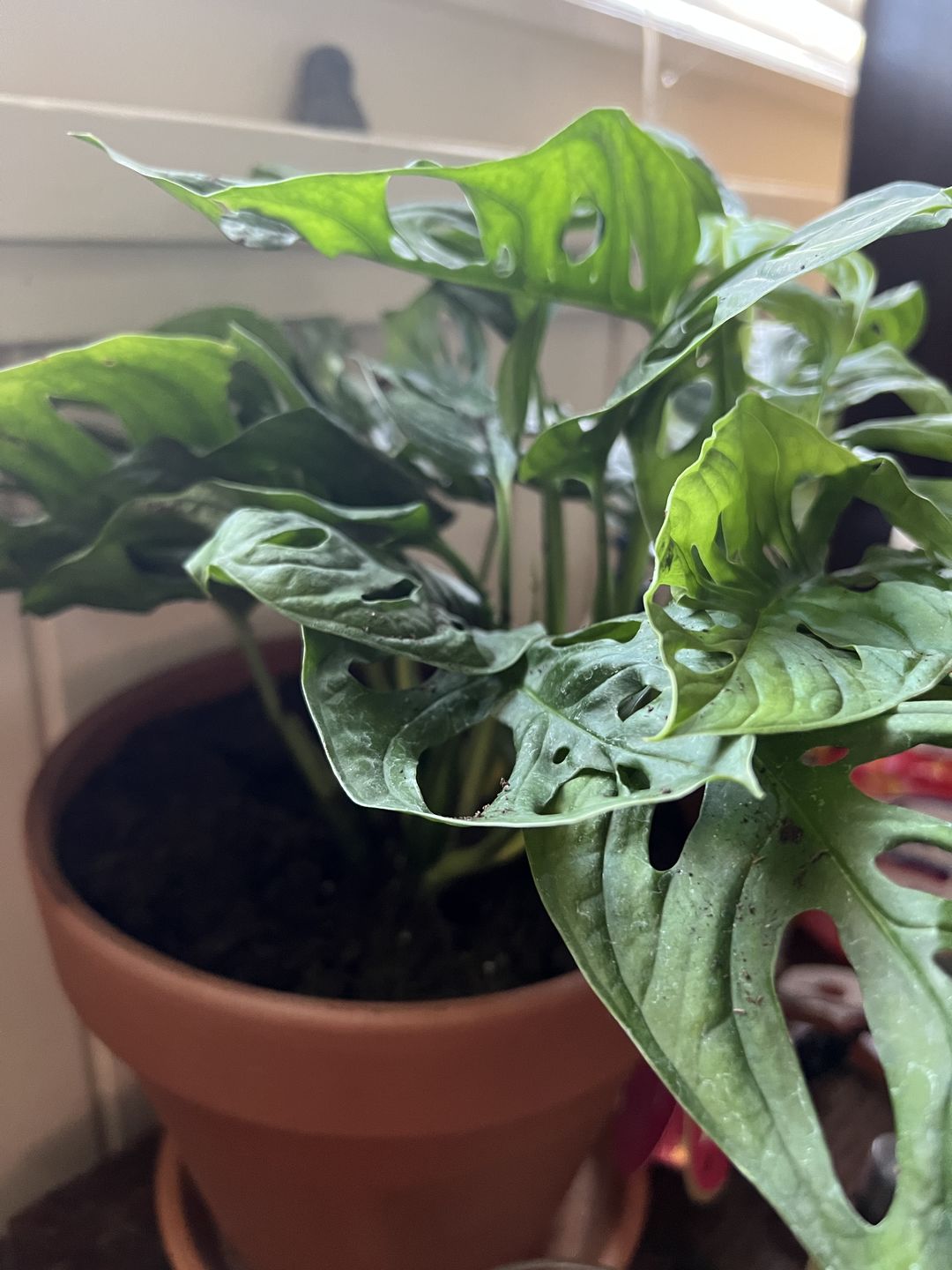 Customer photo review of 4" Monstera adansonii Narrow Leaf