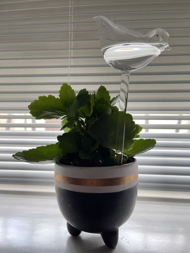Customer photo review of Mon petit oiseau - Le Jardin de Mamie®