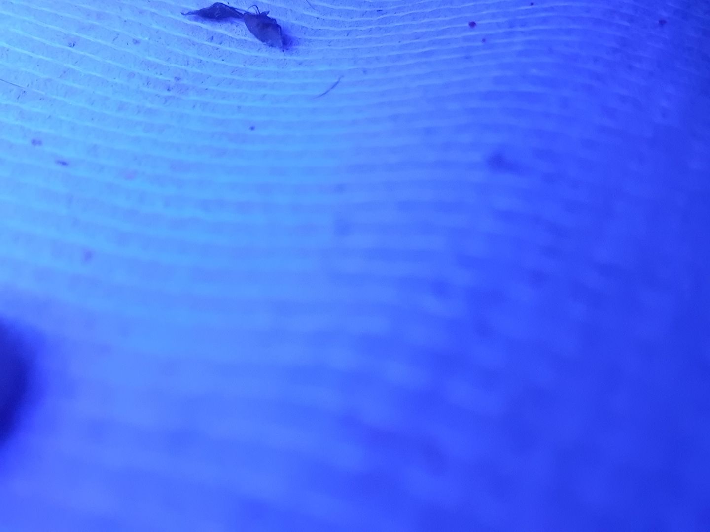 Customer photo review of Blue Mix