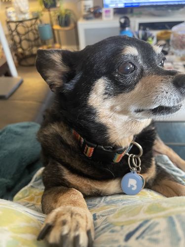 Customer photo review of Blue