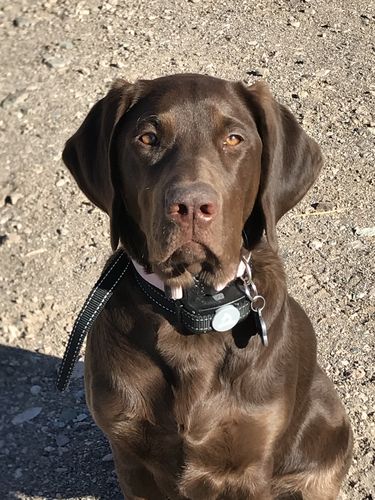 Customer photo review of 5-in-1 Multivitamin Chews for Dogs - 120 Count