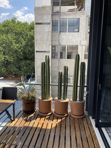 Customer photo review of Cactus Órgano