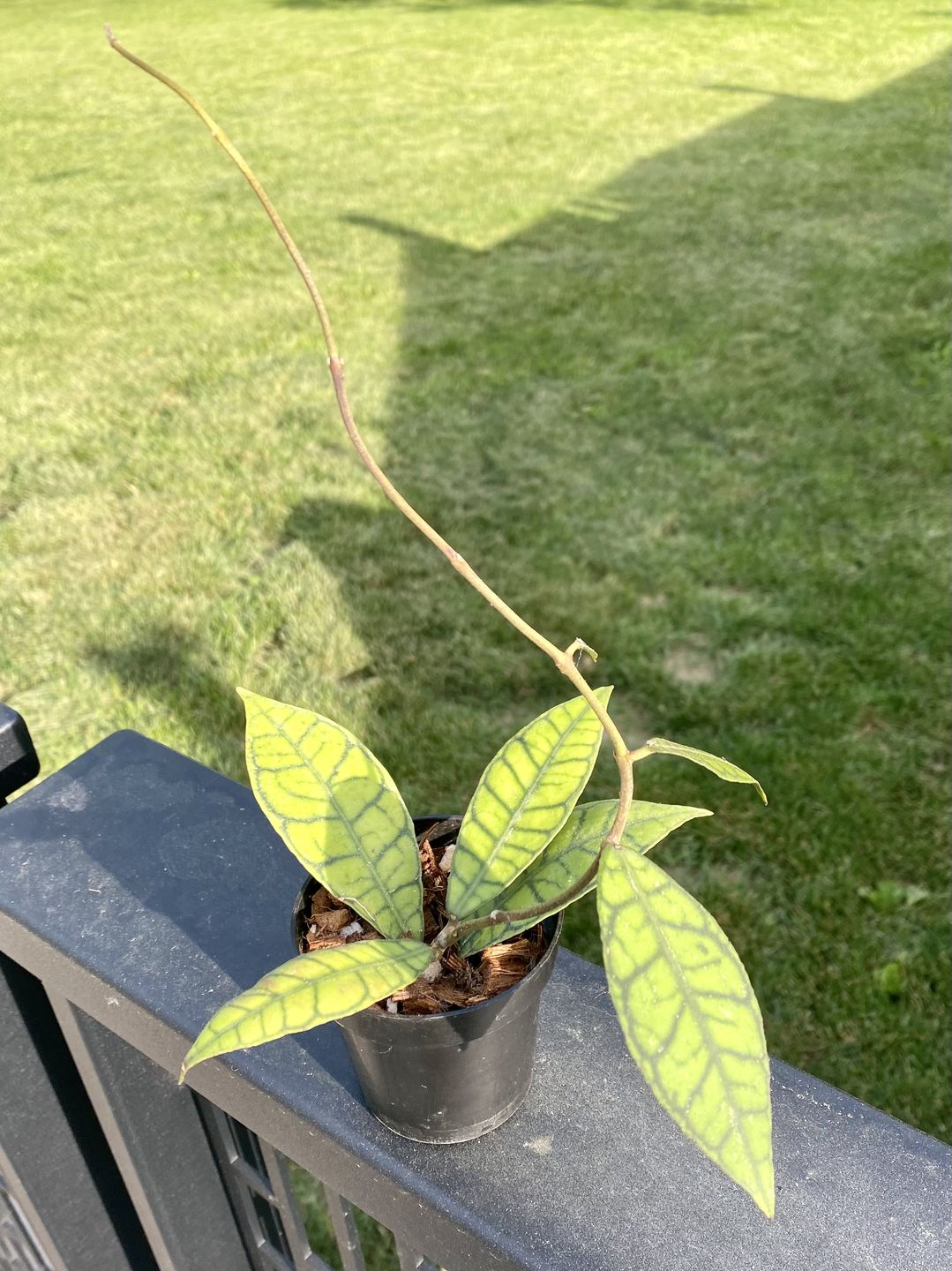 Customer photo review of 3" Hoya callistophylla
