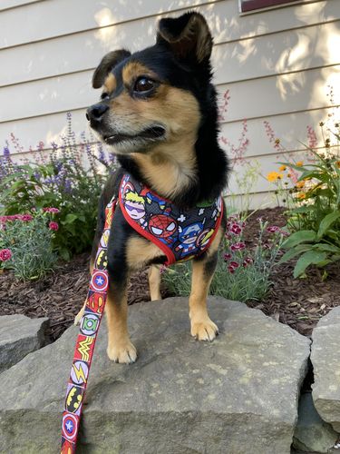 Customer photo review of Dog harness set - Kawaii Heroes