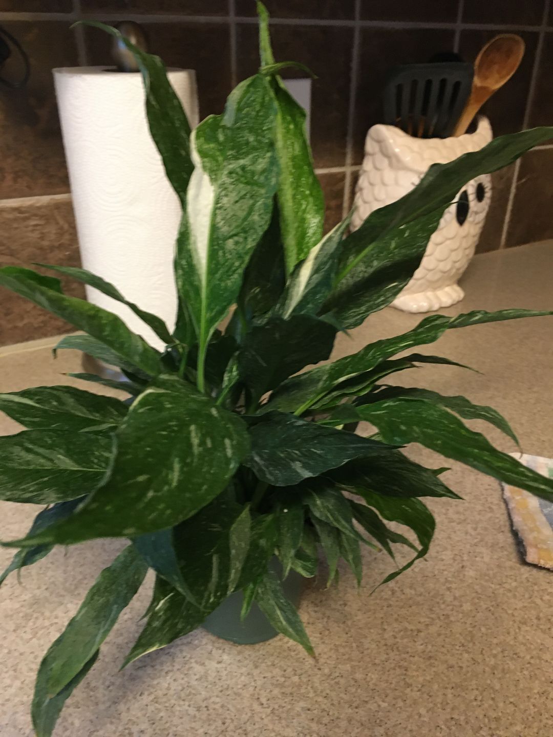 Customer photo review of 4" Spathiphyllum 'Domino'