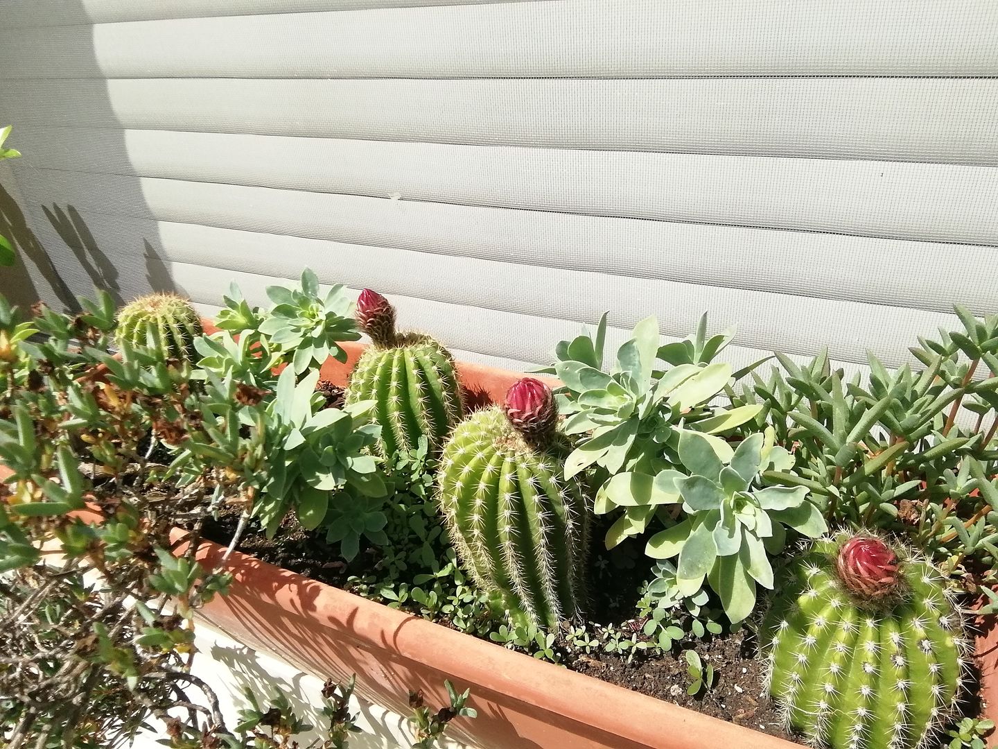 Customer photo review of KRIPTON CB® (Probiotico professionale per bonsai)