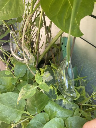 Customer photo review of Mon petit oiseau - Le Jardin de Mamie®