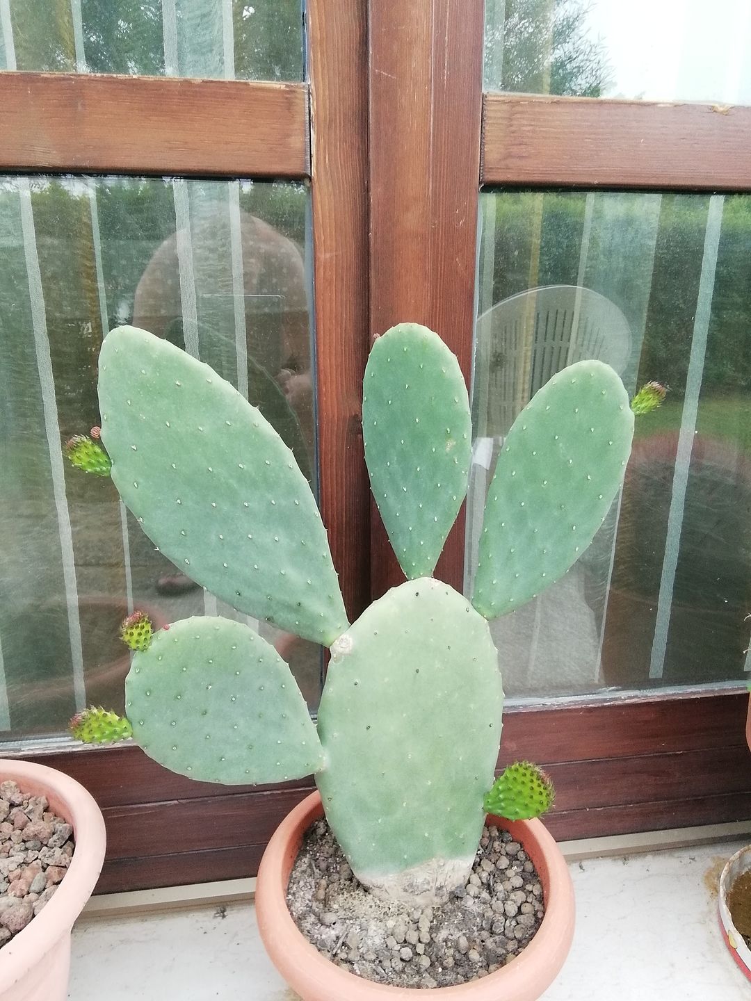Customer photo review of KRIPTON CB® (Probiotico professionale per bonsai)