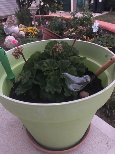 Customer photo review of Mon petit oiseau - Le Jardin de Mamie®