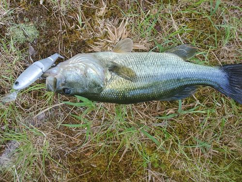 Customer photo review of Headbanger Spitfire 4.5"