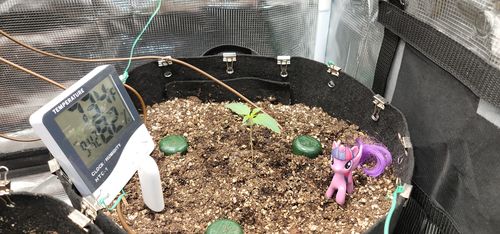 Customer photo review of Blumat Classic Plant Watering Stakes, 3 Pack