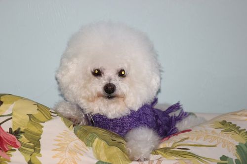 Customer photo review of Your Advanced Custom Diamond Painting Kit - Premium Quality