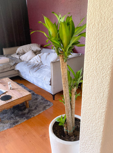 Customer photo review of Palo de Brasil